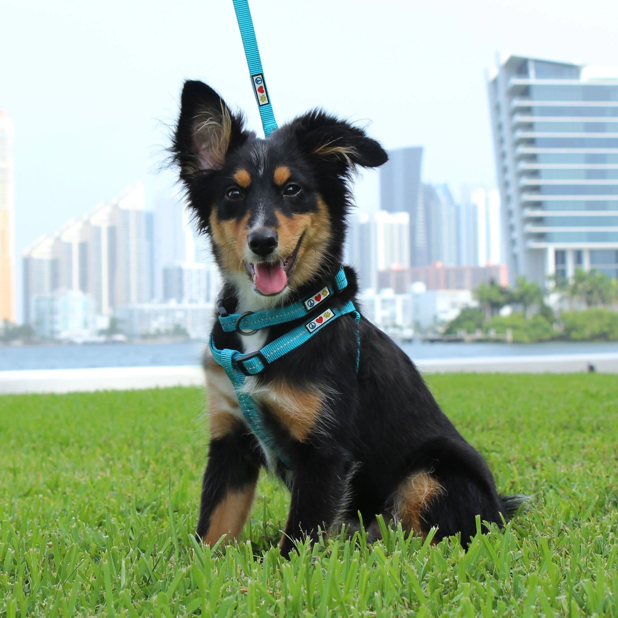 Eco-Friendly Reflective Coral Dog Collar for Small Puppies