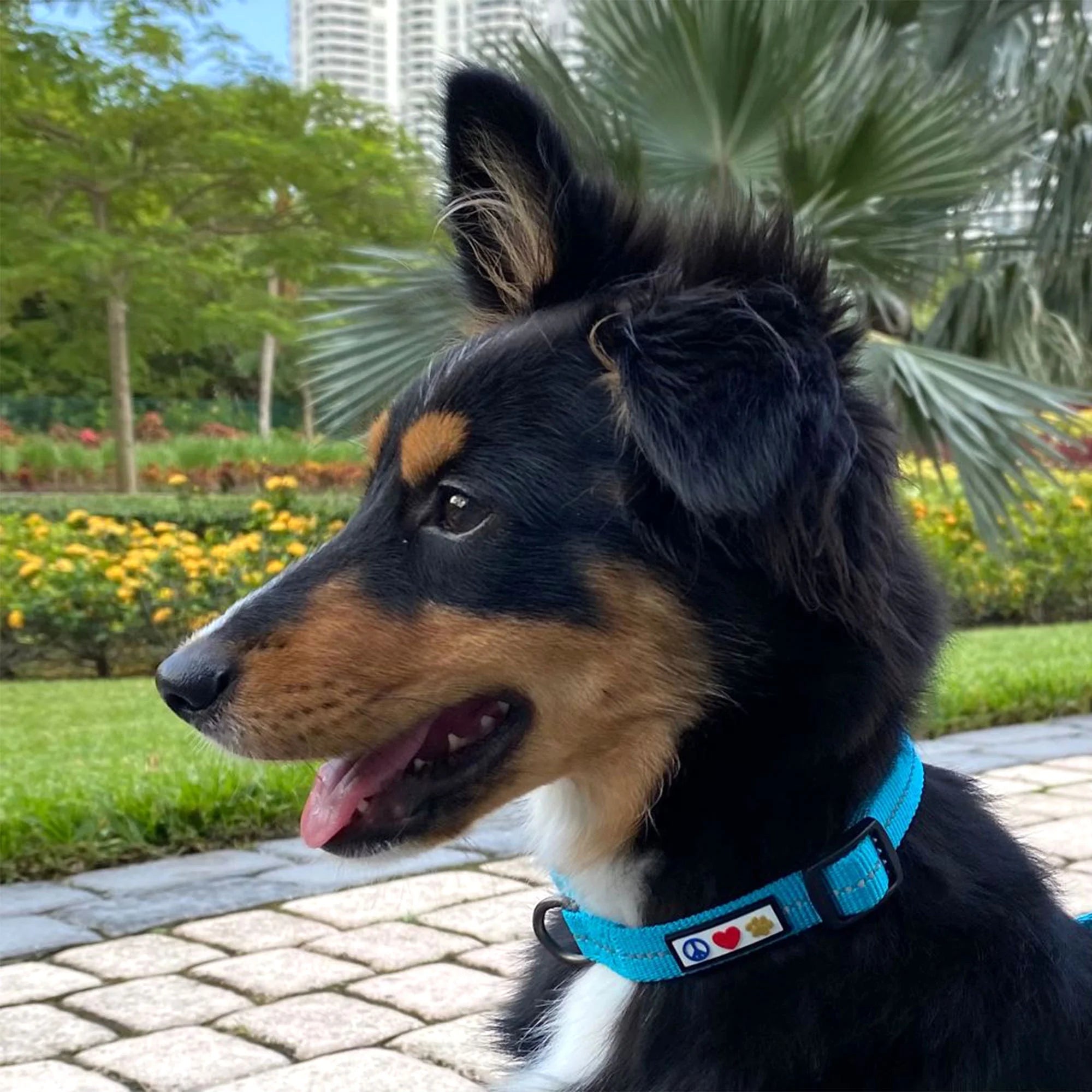 Eco-Friendly Reflective Coral Dog Collar for Small Puppies