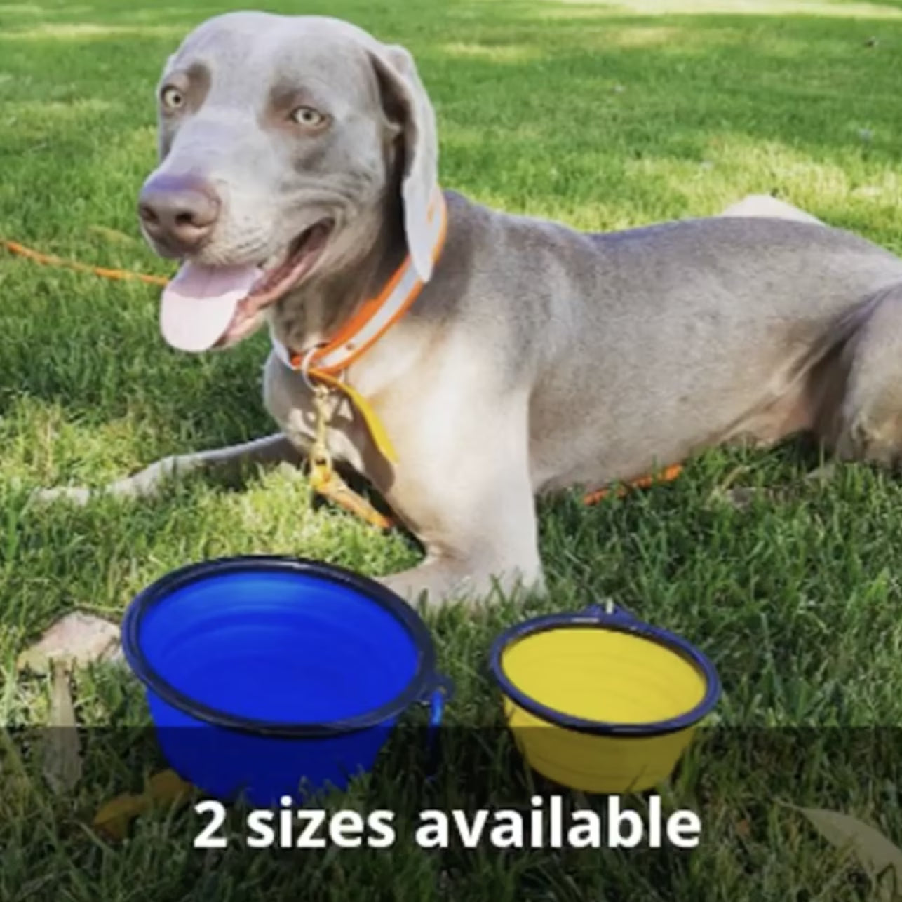 Extra-Large 34Oz Collapsible Travel Bowls - 2 Pack for Big Pets