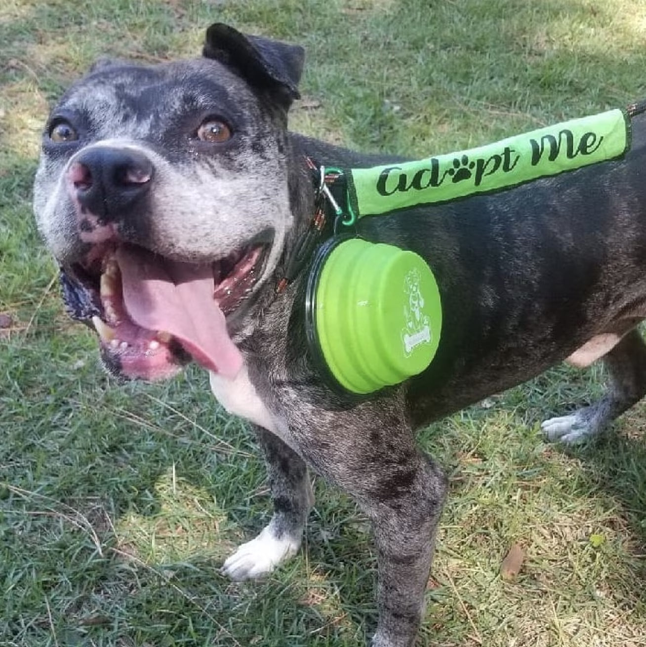 Extra-Large 34Oz Collapsible Travel Bowls - 2 Pack for Big Pets